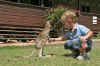 Oliver shaking hands with the wallaby