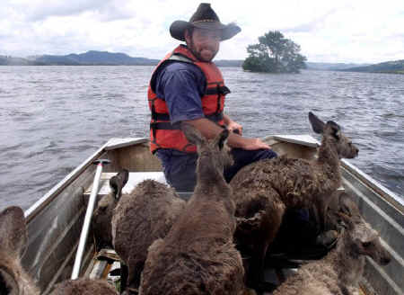 Kangaroos In Boat